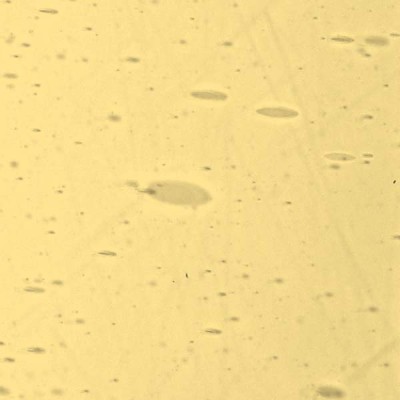 L Amber 65xx light L Amber 65xx light