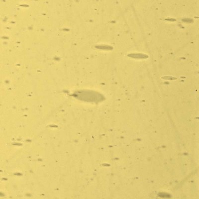 L Jaune 2662xx clair L Jaune 2662xx clair
