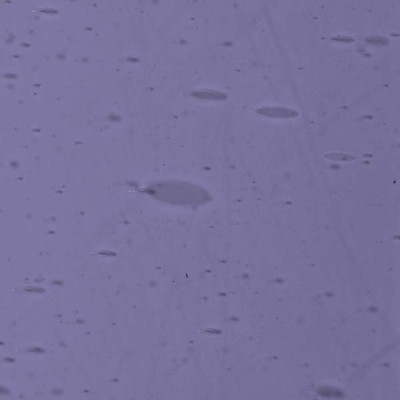 L Violet 3709xx light L Violet 3709xx light