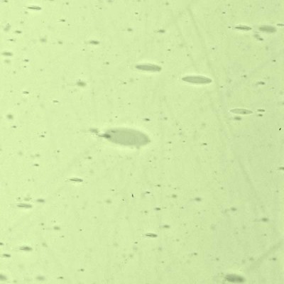 L Vert jaunâtre 3614xx clair L Vert jaunâtre 3614xx clair